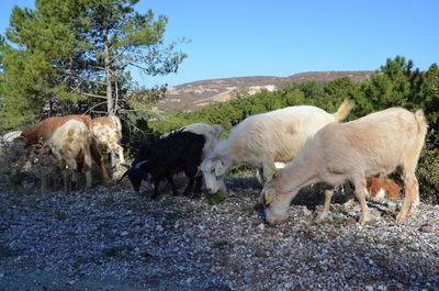 Sheep grazing in a field