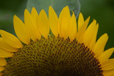 Close-up of sunflower