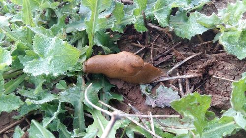 High angle view of mushroom on plants