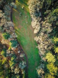 High angle view of trees in forest