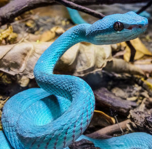 Close-up of blue lizard