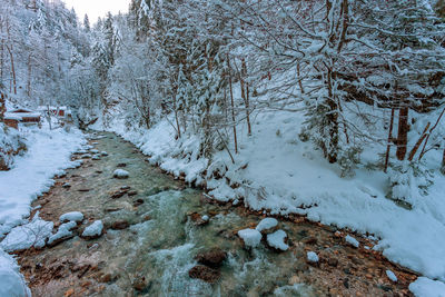 Snow covered plants and trees during winter