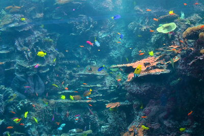 Close-up of fish swimming in water