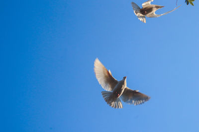 Low angle view of seagulls flying against clear blue sky