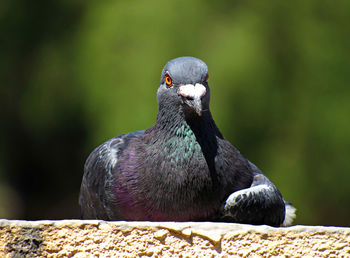 Close-up of bird perching on rock