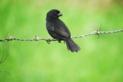 Bird perching on a barbed wire