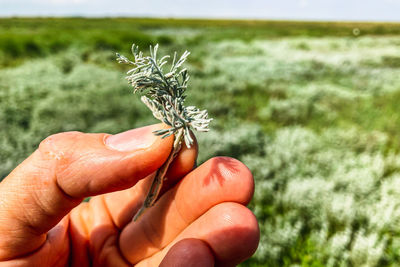 Cropped hand holding plant