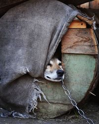 Close-up of dog looking away