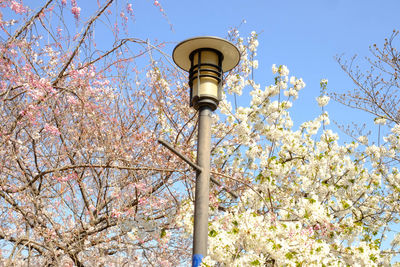 Low angle view of cherry blossoms against sky