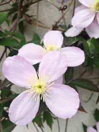 Close-up of pink flowers blooming outdoors