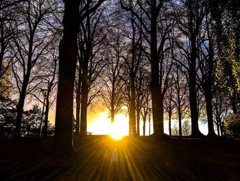 Silhouette of trees in forest during sunset