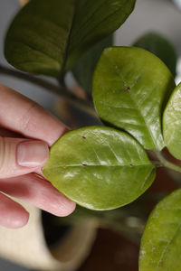 Close-up of hand holding leaves