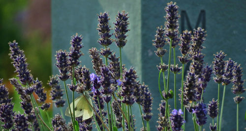 Close-up of purple flowering plants on field