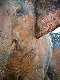 Close-up of elephant statue