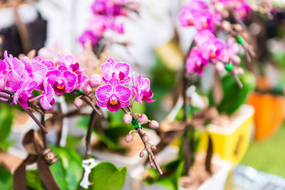 Close-up of pink flowering plant