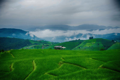 Scenic view of rice field against sky