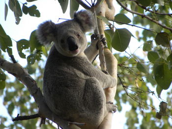 Low angle view of squirrel on tree