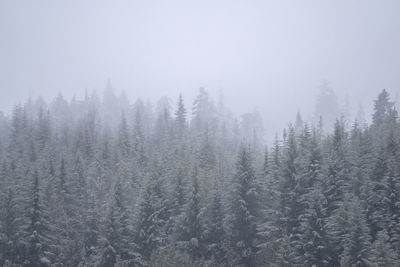 Pine trees in forest during winter against sky