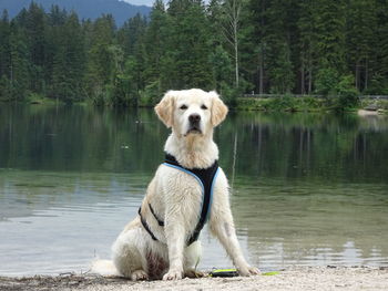 Dog standing in a lake