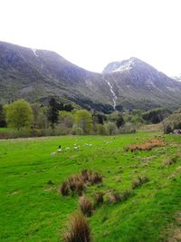 Scenic view of green landscape and mountains against clear sky