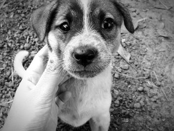 Close-up of hand holding puppy