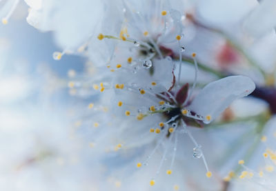 Close-up of insect on flowers