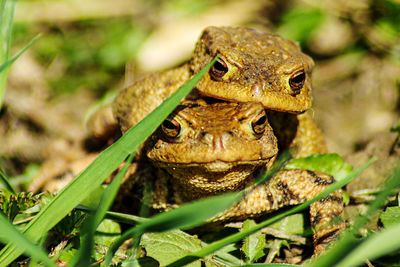 Close-up of frog on plant