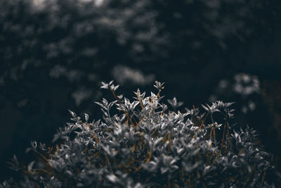 Close-up of small plant on snow covered land