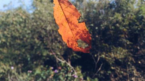 Close-up of rusty leaf