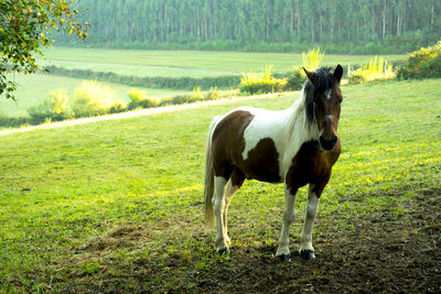 Horses in a field