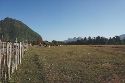 Scenic view of field against clear blue sky