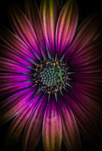 Close-up of pink flower