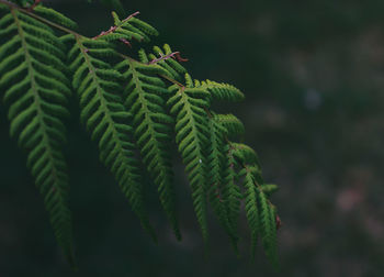 Close-up of fern leaves