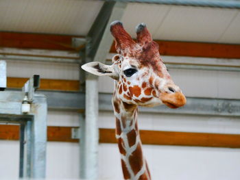 Low angle view of giraffe