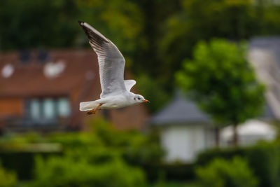 Close-up of seagull flying