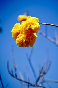 Close-up of yellow flowering plant