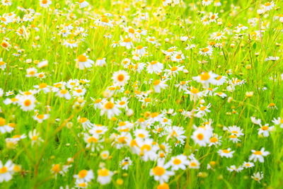 Close-up of white flowering plants on field