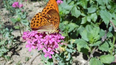 Close-up of butterfly pollinating on flower