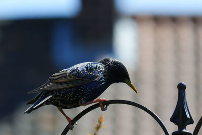 Close-up of bird perching on a fence