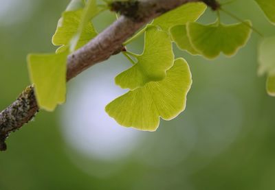 Close-up of green leaves on plant