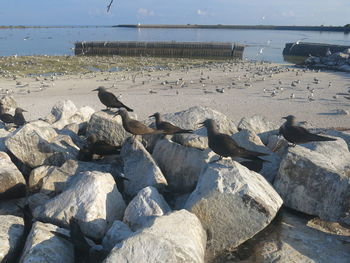 Flock of birds on rocks at beach