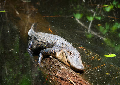 Close-up of crocodile in water