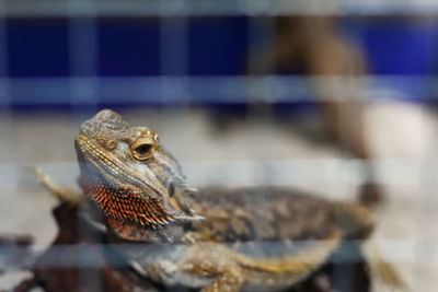 Close-up of lizard