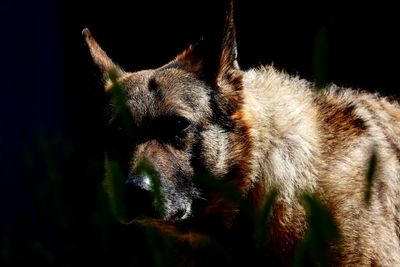 Close-up of dog looking away