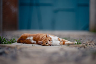 Close-up of a sleeping cat