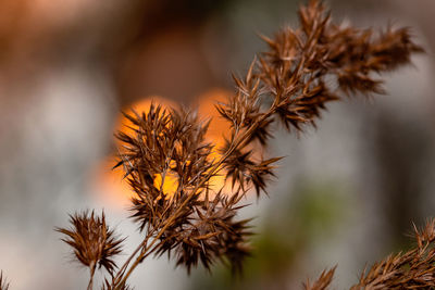 Delicate grasses against a sunny, gold-colored background with a beautiful bokeh.