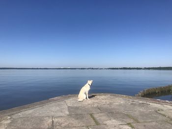 Little dog watching the water.