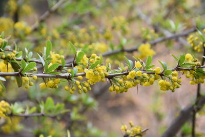 Close-up of yellow flowering plant