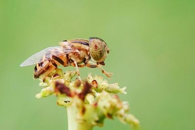 Close-up of bee perching on flower