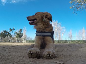 Dog sitting on field against clear sky